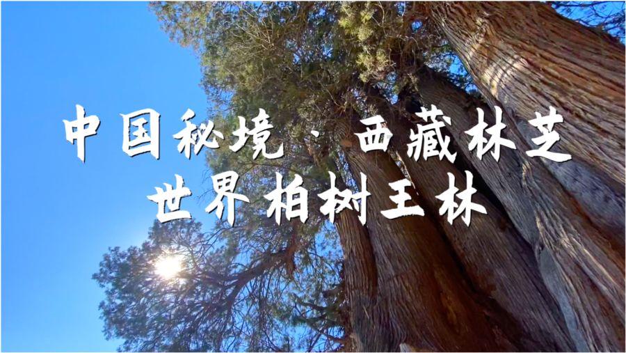 济南市钢城区陈家庄社区开展“睦邻市集·党建超市”活动